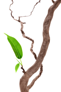 Single green leaf on dry branch