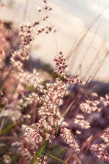 Tiny flower grass at relax time. soft focus.  pastel color