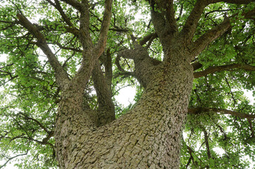 Blick in die Baumkrone eines 100 jährigen Birnbaums
