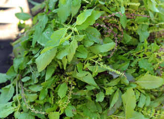 Fresh green basil in the market