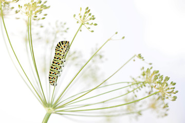 Green caterpillar on white background
