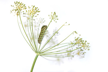 Obraz premium Green caterpillar on white background