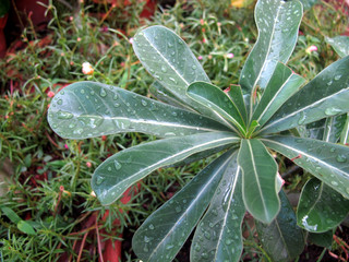 leaf and dew