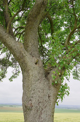 Alter Birnbaum und Landschaft in Lothringen