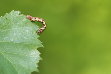Mottled Umber (Erannis defoliaria)