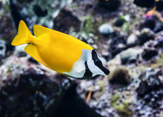 Fototapeta na wymiar Beautiful small yellow ocean fish closeup