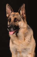 Deutscher Schäferhund Portrait auf Schwarz