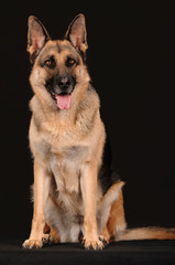Deutscher Schäferhund sitzend auf Schwarz