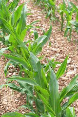 campo di mais_ campagna