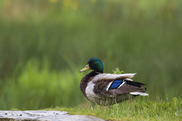 Mallard Duck