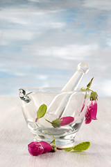 Common foxglove with glass mortar and pestle in  background