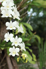 Orchid - white flowers