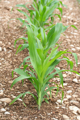 campo di mais_ campagna