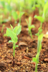 Obraz premium Green seedlings reborn from the soil.