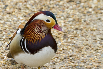 mandarin