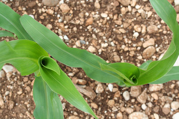 piante di mais su campo