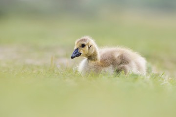 Obraz premium Gosling