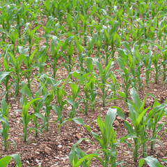 campo di mais_ campagna