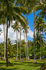 Naklejka na ściany i meble Palm trees and beach, Thailand.