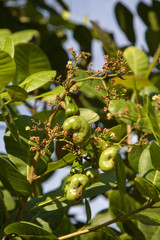 Cashew nuts growing on a tree. Thailand