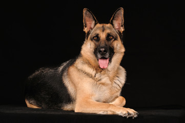 Deutscher Schäferhund liegend auf Schwarz