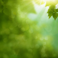 Morning dew on the summer foliage, environmental backgrounds