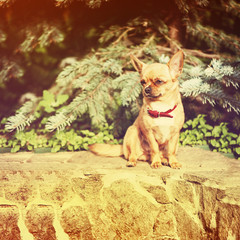 Red chihuahua dog siting on granite pedestal.