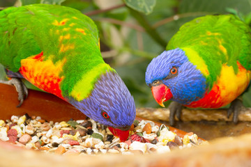 two lorri parrots