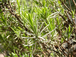 Lavendelpflanze im Frühling