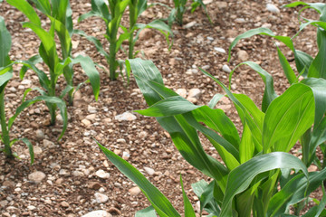 campo di mais_ campagna