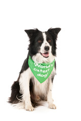 Border collie world's cutest dog