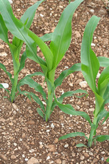 piante di mais su campo