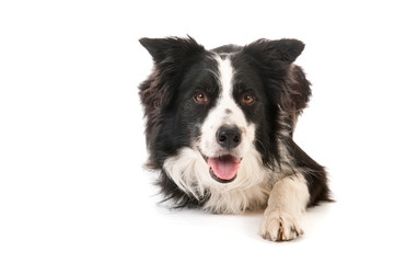 Border collie