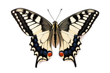 Vlinder Papilio machaon