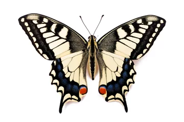 Foto op Plexiglas Vlinder Vlinder Papilio machaon