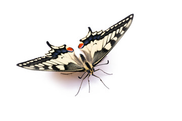 Naklejka premium Butterfly Papilio machaon