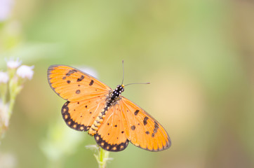Yellow butterfly on white flowers