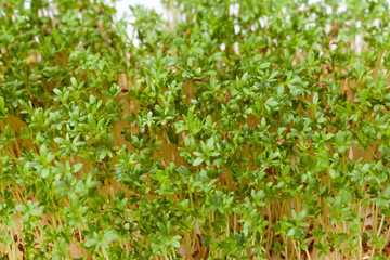 Cress seedlings isolated on white background
