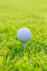 Golf ball on green grass