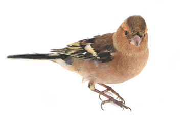 chaffinch