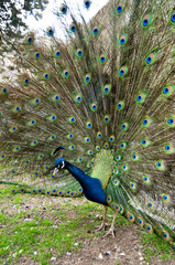 Obraz premium peacock