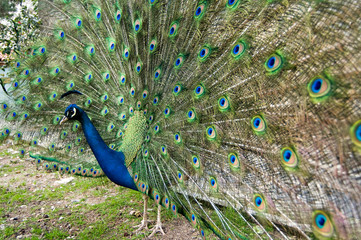 Obraz premium peacock