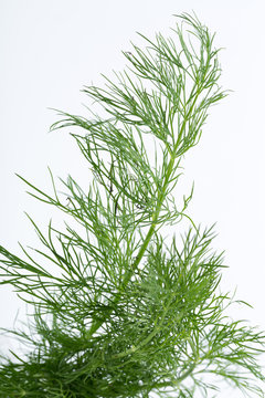 Green dill isolated on white background.