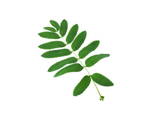 Fototapeta premium Green leaf