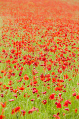 meadow of red poppies