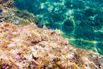marine life, Cap de Peyrefite, Languedoc-Roussillon, France
