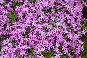 Obraz premium Aubrieta cultorum - różowe lub fioletowe małe kwiaty