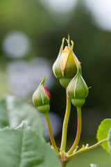 Yellow Rose on the Branch in the Garden