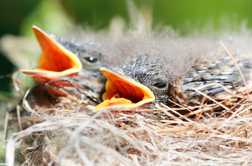 bébés oisillons