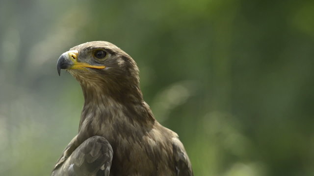 Close-up of a Steppe eagle looking around